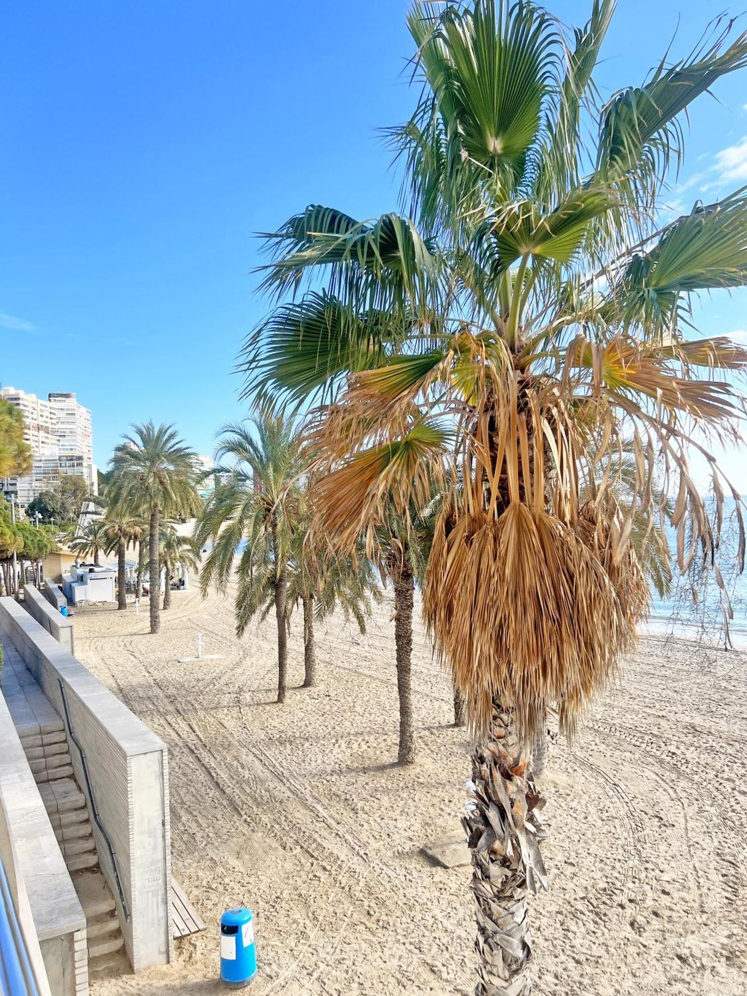 Apartamento A 100 Metros De La Playa. Parking Gratuito Privado Alicante Exterior foto